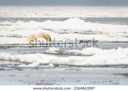 Picture in article for polar bear sleeping on the snow