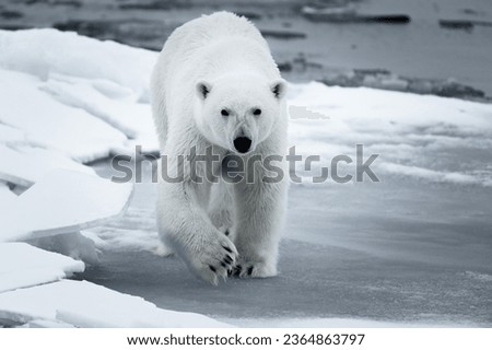 Picture in Northern pole for polar bear