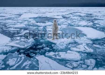 Picture in Northern pole for polar bear standing on the ice