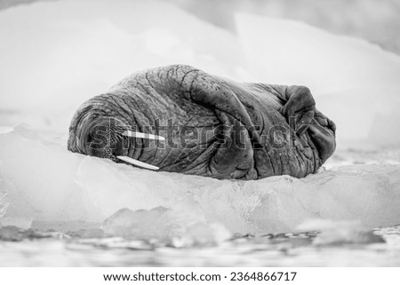 Picture in Svalbard for walrus sleeping on the snow