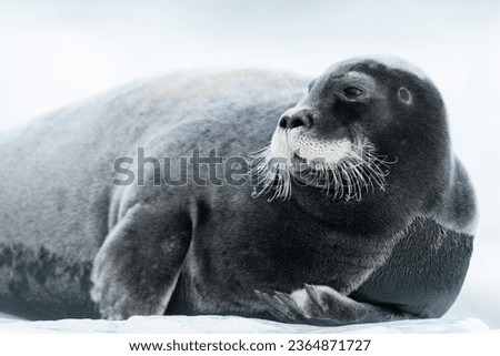 Picture in Northern pole for seal