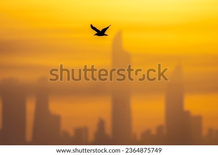 Picture in Kuwait for seagull with towers in background during sunrise