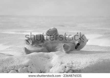 Picture in Northern pole for polar bear laying down on the snow