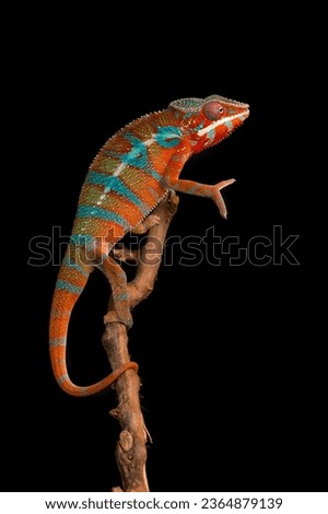 Red and green panther chameleon sitting on a branch on a black background