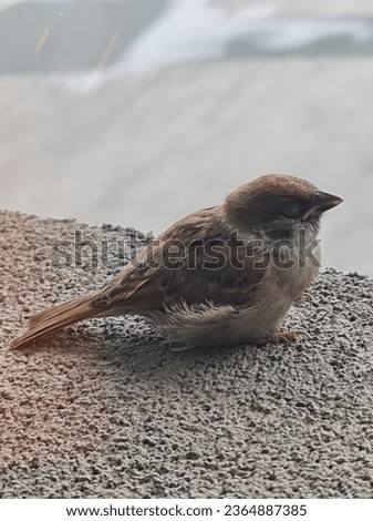 Chilling Bird on a stone