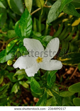 a white flower is standing in a small garden, in the style of art of tonga, soggy, nikon d850, traditional, primitive naivety, exciting texture, uhd image Royalty-Free Stock Photo #2364890117