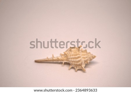 Picture of a conch shell with small thorns white background
