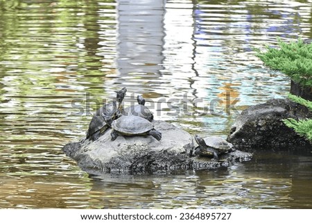 'Trachemys scripta elegans' drying their shells on stones in the pond. This turtle has red behind its eyes and yellow stripes running from its face to its neck.