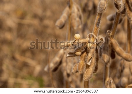 soybean pod shattering with seed in field during harvest. Drought stress, moisture content and yield loss concept Royalty-Free Stock Photo #2364896337