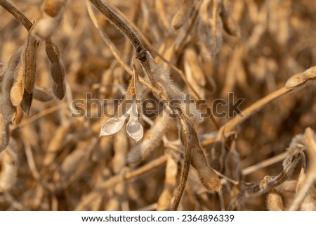 soybean pod shattering with seed in field during harvest. Drought stress, moisture content and yield loss concept Royalty-Free Stock Photo #2364896339