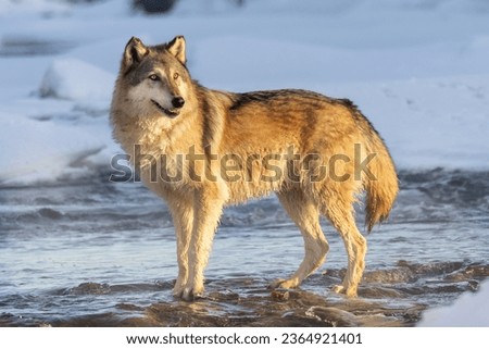 Grey Wolf in Cold Blue Water. A wolf in winter, snow and ice on a river. Golden morning sunlight hits thick coat of the canine. Flowing water riffles around its feet. Taken in controlled conditions