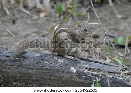 Indochinese ground squirrel Nongyapong Petchaburi Thailand