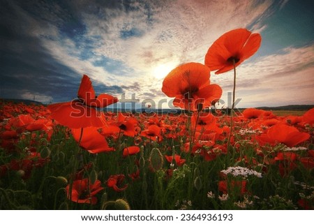Sunset over field with red poppies. Spring nature landscape.