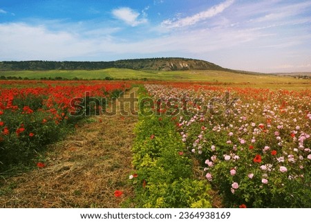 Spring meadow of poppy and rose. Nature composition.