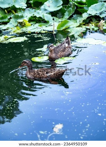 
A group of mallard ducks swimming in a lotus pond