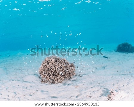 Schools of beautiful Blue green damselfish and others living in the lovely coral on the beautiful white sand beach.

Ama Beach, Zamami Island, Zamami Vil., Shimajiri, Okinawa, Japan.
Photo Taken Novem