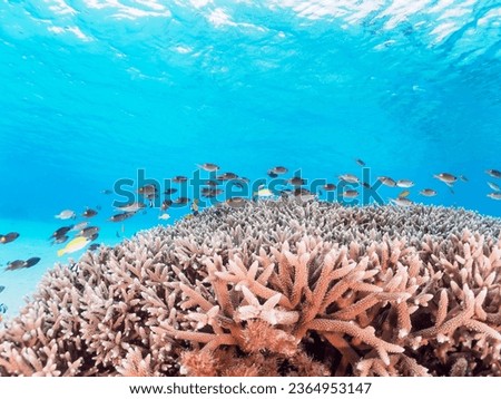 The Beautiful schools of Yellowspot emperor and others in Wonderful coral reefs.

Ama Beach, Zamami Island, Zamami Vil., Shimajiri, Okinawa, Japan.
Photo Taken November 25, 2022.
In underwater photogr
