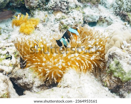 Cute family of Yellowtail clownfish and beautiful Sea anemone and others in Wonderful coral reefs.

Ama Beach, Zamami Island, Zamami Vil., Shimajiri, Okinawa, Japan.
Photo Taken November 25, 2022.
In 