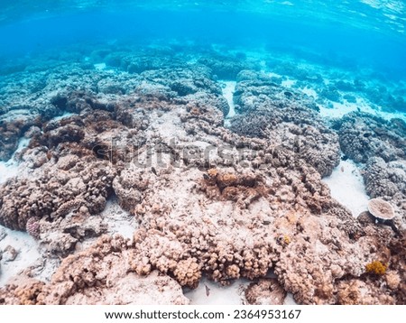 Great coral reefs.

Ama Beach, Zamami Island, Zamami Vil., Shimajiri, Okinawa, Japan.
Photo Taken November 25, 2022.
In underwater photography.

