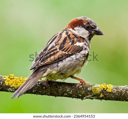 Male House Sparrows are brightly colored birds with gray heads, white cheeks, a black bib, and rufous neck – although in cities you may see some that are dull and grubby.  Royalty-Free Stock Photo #2364954153