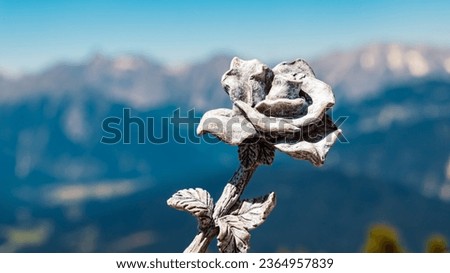 Details of a stone rose at Mount Haermelekopf, Rosshuette,  Seefeld, Tyrol, Austria