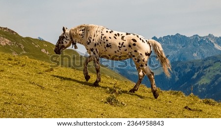 Equus caballus, horse, in summer on an alpine pasture near Mount Kreuzjoch, Schruns, Bludenz, Montafon, Vorarlberg, Austria Royalty-Free Stock Photo #2364958843