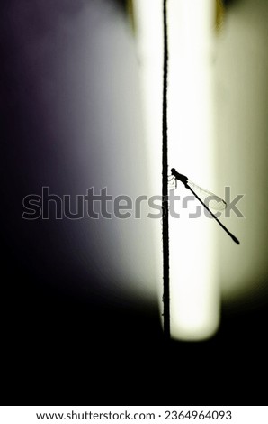 A damselfly perched on a rusty wire, its silhouette highlighted by backlighting.
