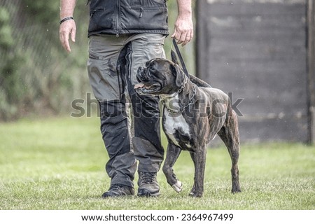 boxer dog Training near his owner legs during the dog obedience course Royalty-Free Stock Photo #2364967499