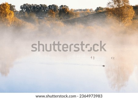 Flock of geese swimming in a lake with autumn fog