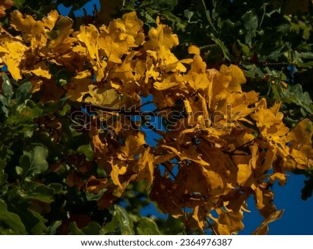 close up photo of yellow autumn leaves