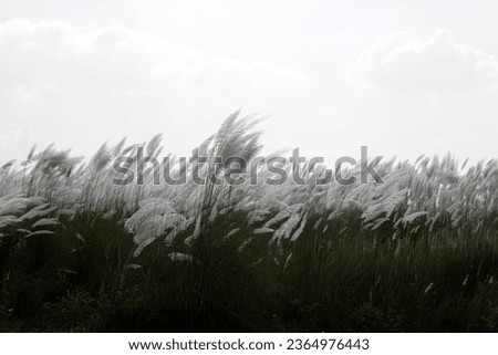 Beautiful Picture of Kans Grass Flower or Amazing Kashful in Autumn with Blue Sky of Asia
