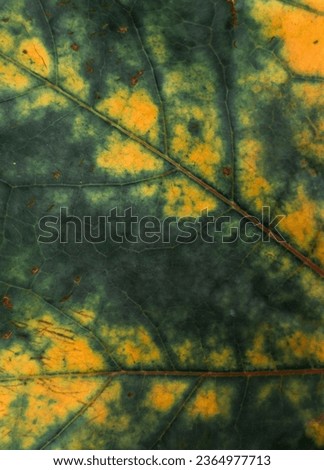autumn maple leafs texture, aesthetics, background, closeup, natural texture, foliage, autumn mood, dark green, yellow
