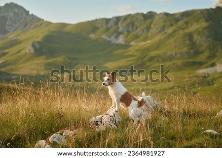 Travel dog in the mountains. Brave Jack Russell Terrier in nature.  Royalty-Free Stock Photo #2364981927