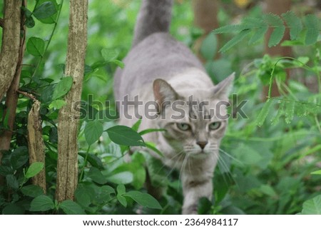 Pictures of cute Thai cats, cat pictures, beautiful cat eyes, can choose focus.