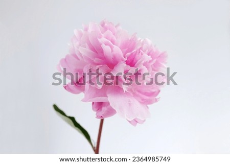 Beautiful pink peonies on white background