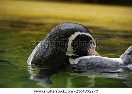 Penguin swimming in colorful water close-up head on the feathers