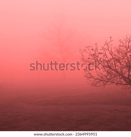 Lonely apple tree in morning mist, magical atmosphere, autumn weather, red background for text