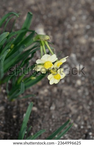 Daffodil Minnow flowers - Latin name - Narcissus Minnow Royalty-Free Stock Photo #2364996625