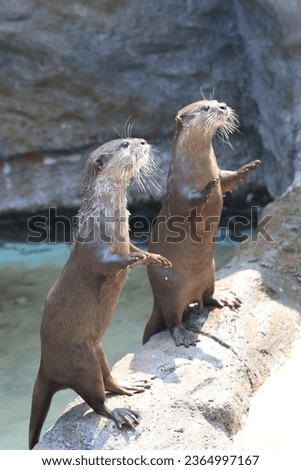 Several otters were waiting for food to be thrown by zoo visitors