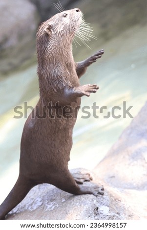 An otter is waiting for food to be thrown by zoo visitors