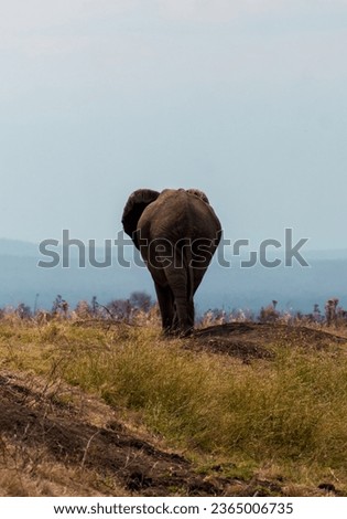 elephant walking in tanzania wildlife