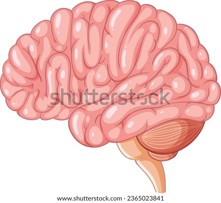 Colorful cartoon-style illustration depicting the anatomy of the human brain