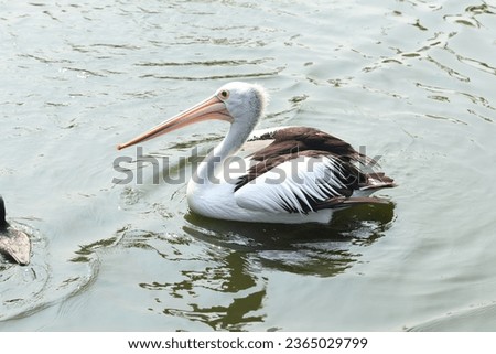 Pelicans are looking for fish in the river to eat
