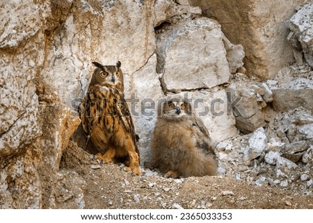 Owl parent and chick at nest. Adult and juvenile eagle owls, Bubo bubo, perched on cliff edge in old mine. Breeding season. Owl in summer nature. Adorable fluffy young owl cub. Bird of prey in habitat Royalty-Free Stock Photo #2365033353