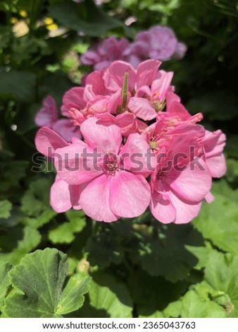 Blooming Pink Geranium with leaves Royalty-Free Stock Photo #2365043763
