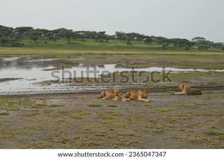 Ndutu region - Ngorogoro Park - Tanzania