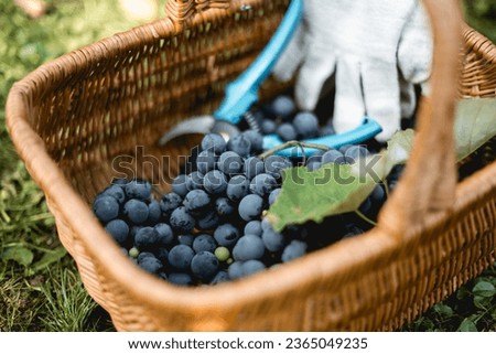 Bunches of fresh blue grapes in basket in the vineyard. Viticulture and winemaking concept Royalty-Free Stock Photo #2365049235