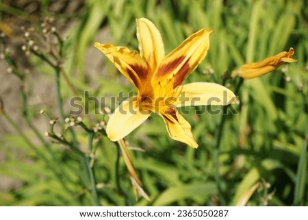 Hemerocallis x hybrida 'Arthur Vincent' grows in July. A daylily or day lily is a flowering plant in the genus Hemerocallis, a member of the family Asphodelaceae, subfamily Hemerocallidoideae. Potsdam Royalty-Free Stock Photo #2365050287