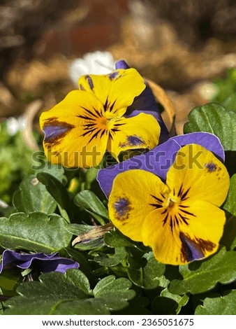Captivating Japanese Pansy: Vibrant colors and delicate petals in a tranquil Japanese garden. Perfect for your creative projects.