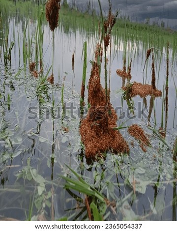 When the floods cause the ants to migrate up and cling to the grass.
